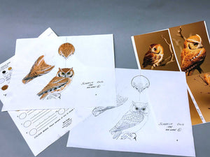 Golden-crowned Kinglet (opened wing) Packet