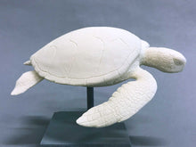 Load image into Gallery viewer, Green Sea Turtle Cast (mini-6 inches long)