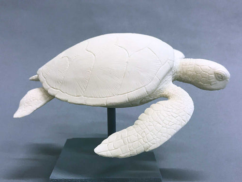 Green Sea Turtle Cast (mini-6 inches long)