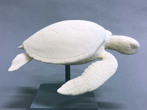 Green Sea Turtle Cast (mini-6 inches long)