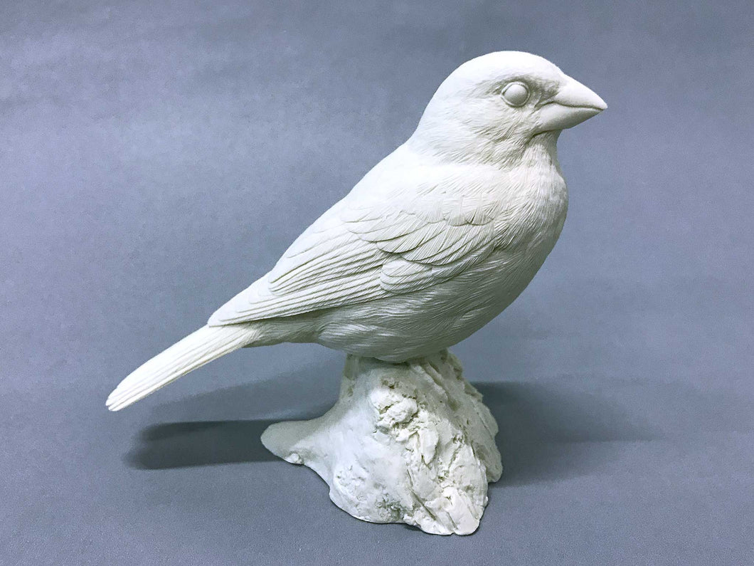 Rose-breasted Grosebeak Cast