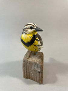 Meadowlark