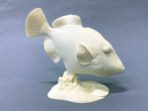 Picasso Trigger Fish Cast