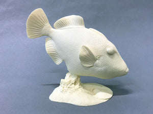 Picasso Trigger Fish Cast