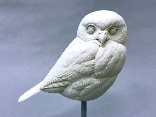 Northern Pygmy Owl Cast (2019)