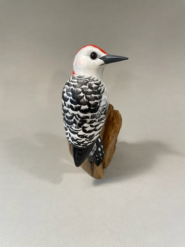 Red-bellied Woodpecker