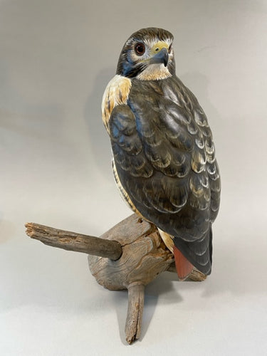 Red Tail Hawk