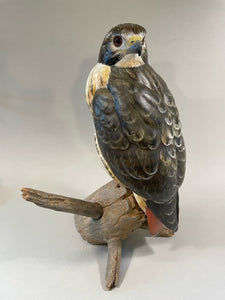 Red Tail Hawk