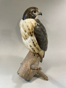 Red Tail Hawk