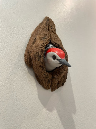 Red bellied woodpecker (head)