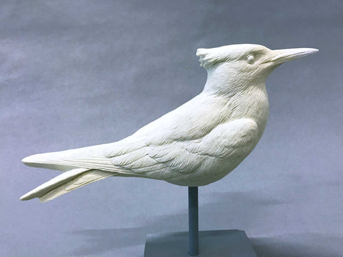 Royal Tern 1/2 scale Cast