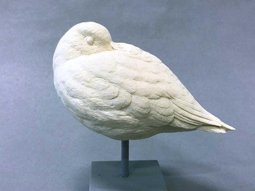 Sanderling- Sleeping Cast