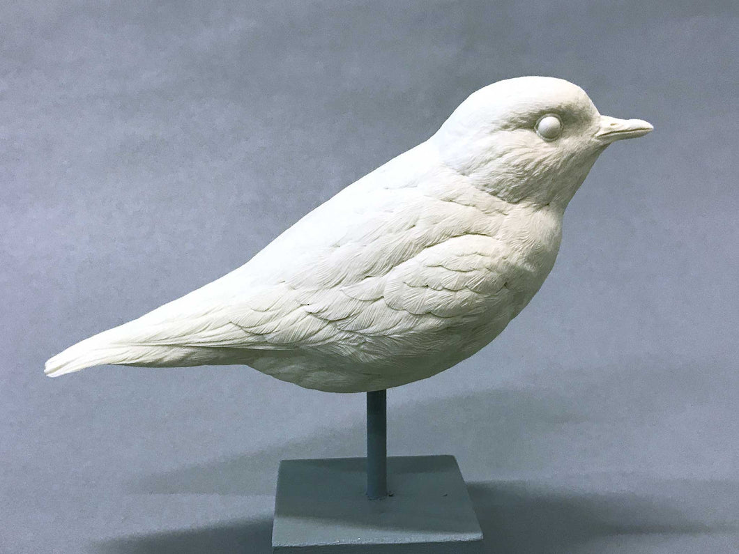 Semi-palmated Plover Cast