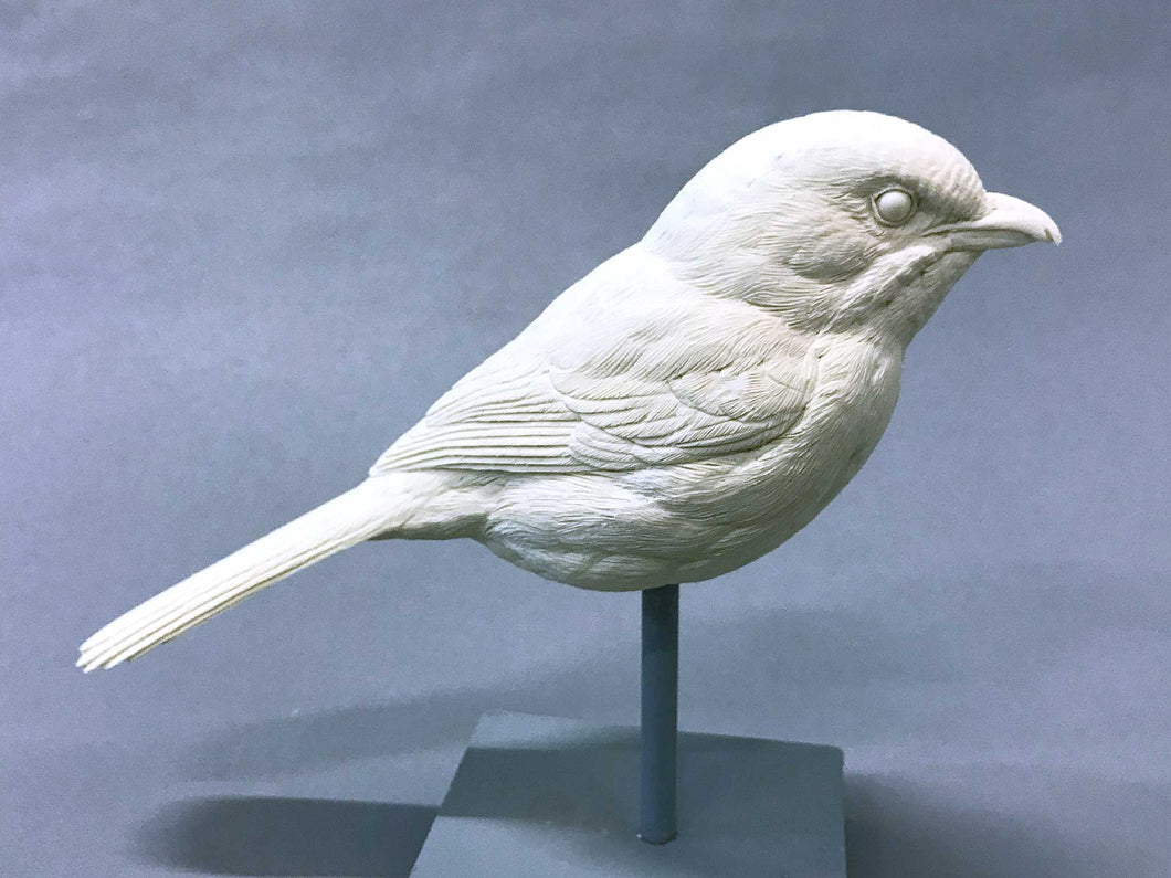 Loggerhead Shrike Cast