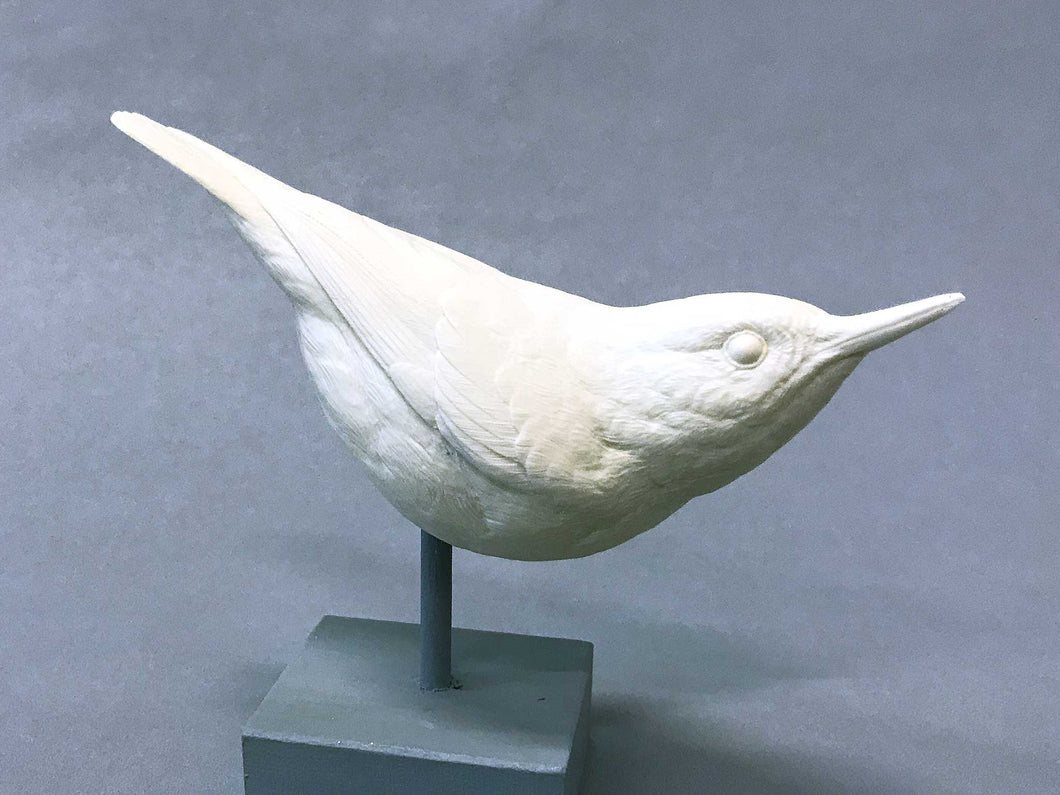 White-breasted Nuthatch Cast