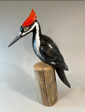 Load image into Gallery viewer, Pileated Woodpecker(smoothie)-video seminar