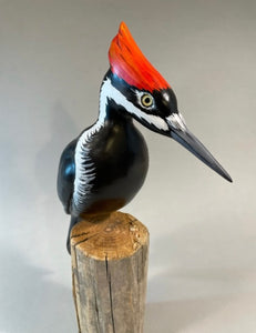 Pileated Woodpecker(smoothie)-video seminar