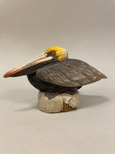 Brown Pelican-video seminar