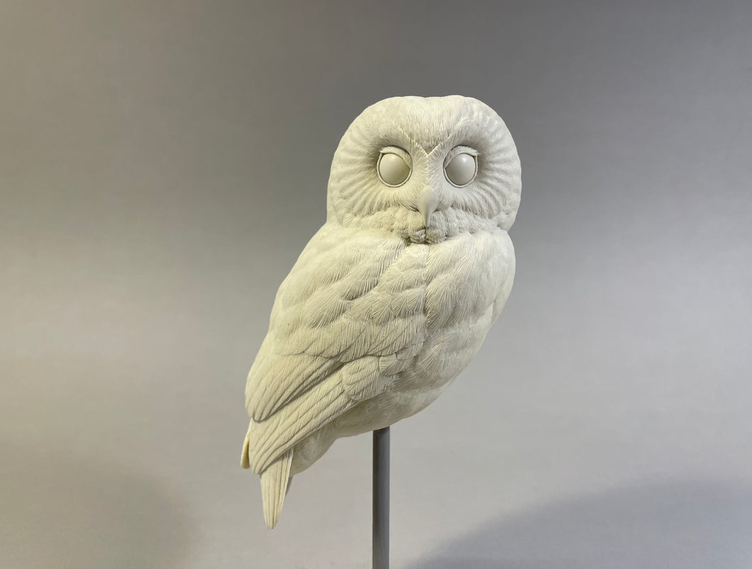 Saw-whet owl Cast